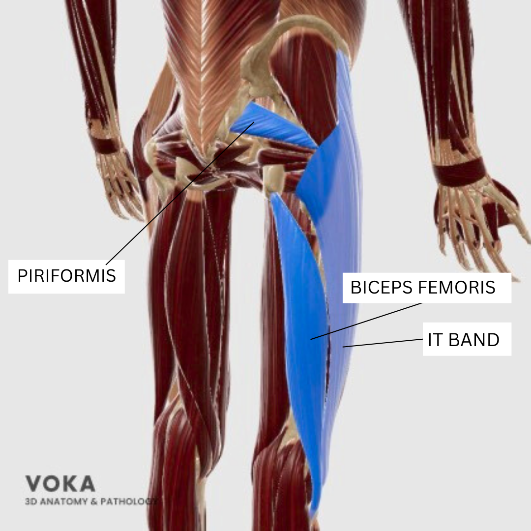 Compensation muscles to avoid activating: piriformis biceps femoris and IT band anatomy