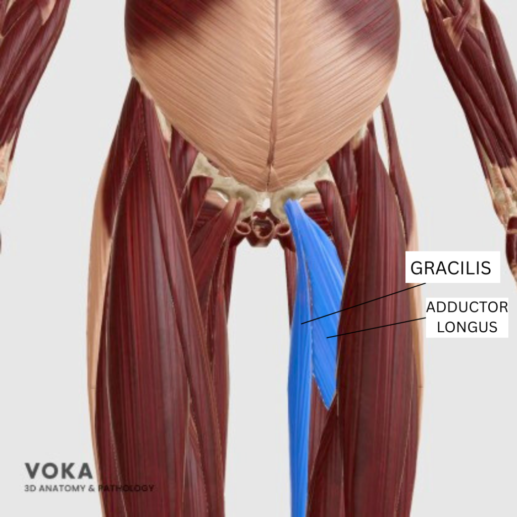 Adductor muscle anatomy showing gracilis and adductor longus for pelvic stability