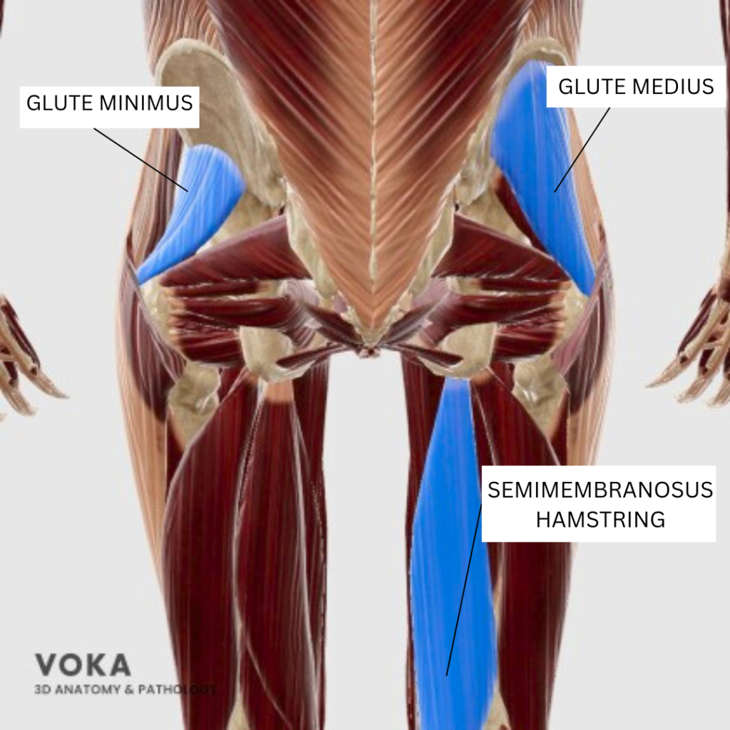 Glute medius minimus and hamstring anatomy for low back pain stabilization