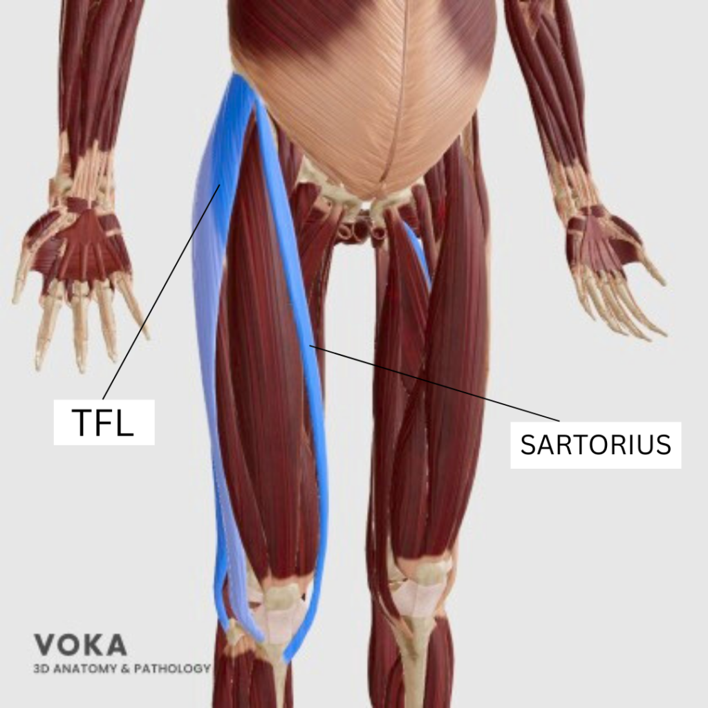 TFL and sartorius compensation muscles that worsen low back pain anatomy diagram