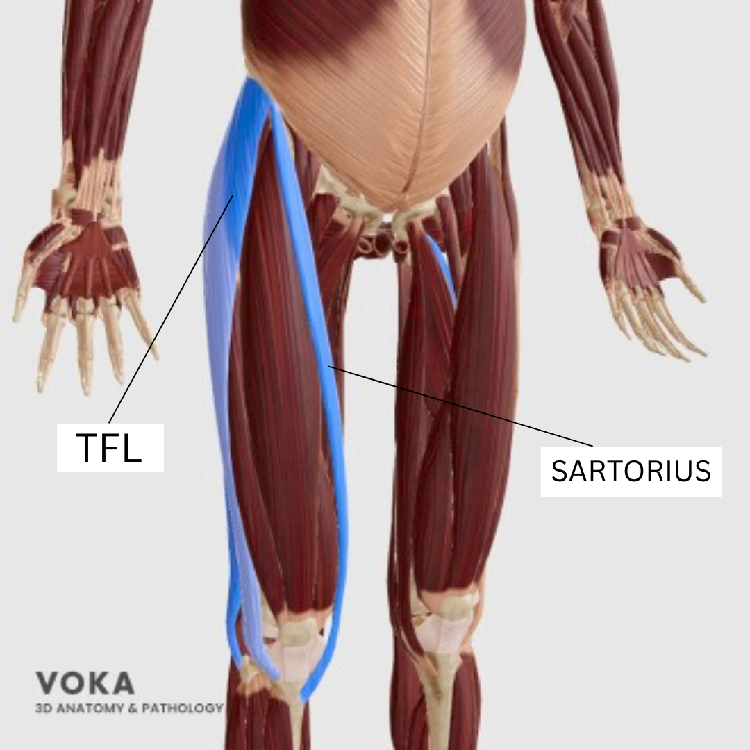 TFL and sartorius hip compensation muscles anatomy to avoid activating